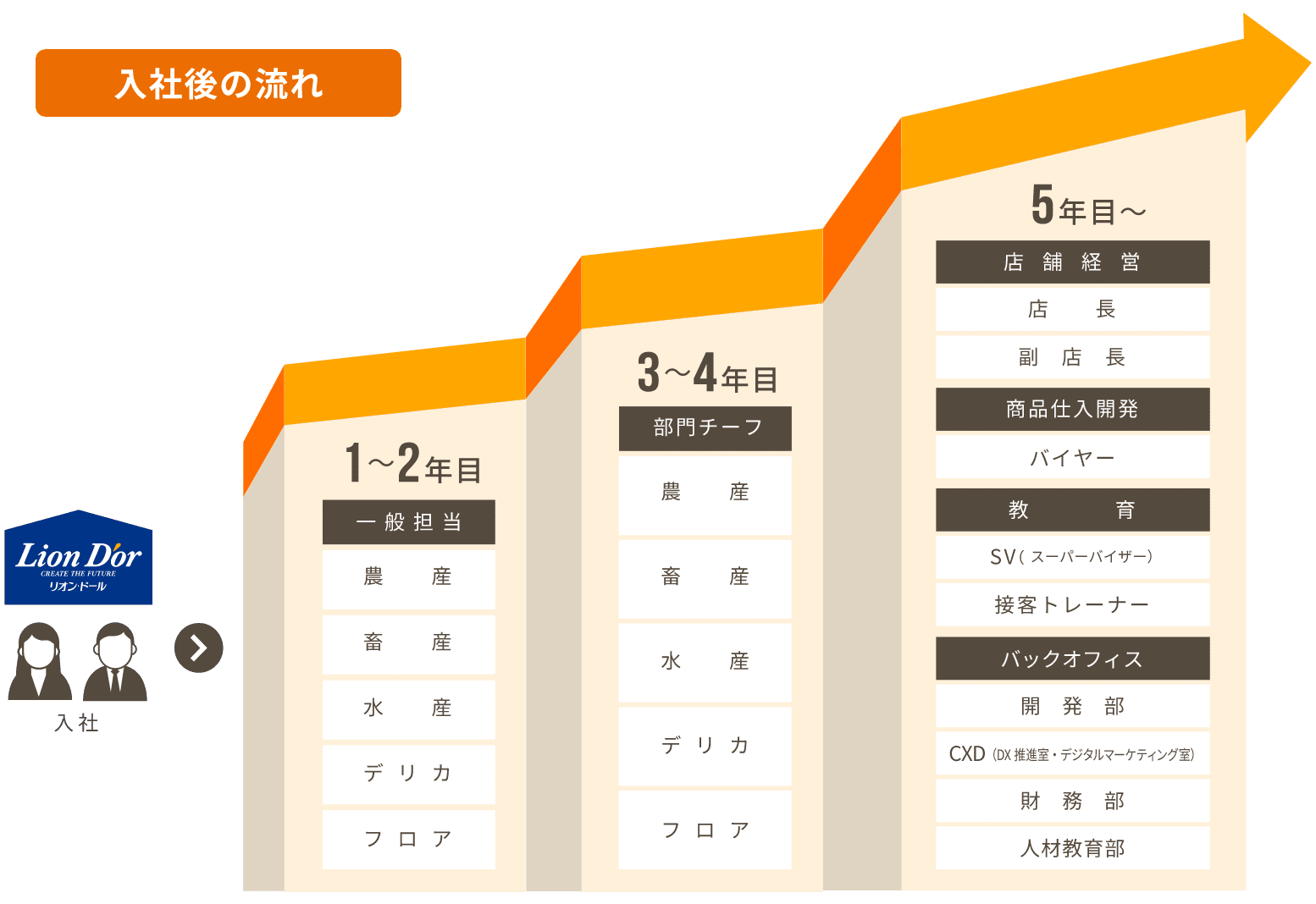 入社→入社後の流れ 1~2年目：一般担当（農産、畜産、水産、デリカ。フロア） 3~4年目：部門チーフ（農産、畜産、水産、デリカ。フロア） 5年目~：店舗経営（店長、副店長） 商品仕入開発（バイヤー） 教育（SV（スーパーバイザー）、接客トレーナー） バックオフィス（開発部、CXD（DX推進室・デジタルマーケティング部）、財務部、人材教育部）